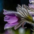 Pulsatilla (Kuhschelle) 