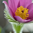 Pulsatilla, Kuhschelle