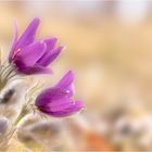 Pulsatilla (Kuhschellen)