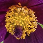 Pulsatilla Macro