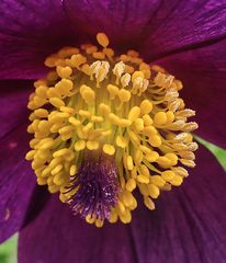 Pulsatilla Macro