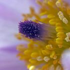 Pulsatilla maxima pastella