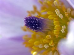 Pulsatilla maxima pastella