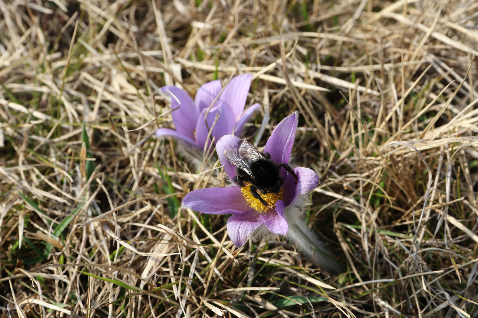 Pulsatilla mit Hummel