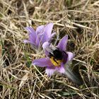 Pulsatilla mit Hummel