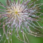 Pulsatilla mit Tropfen