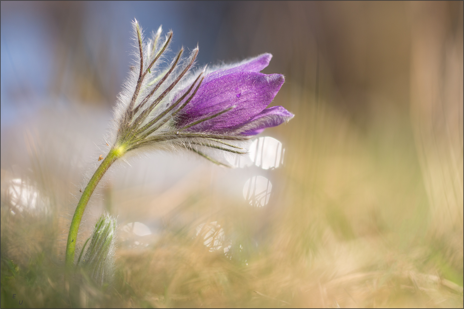 pulsatilla mit wasserflaschenflares