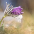 pulsatilla mit wasserflaschenflares