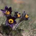 Pulsatilla montana