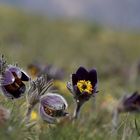 Pulsatilla montana 2