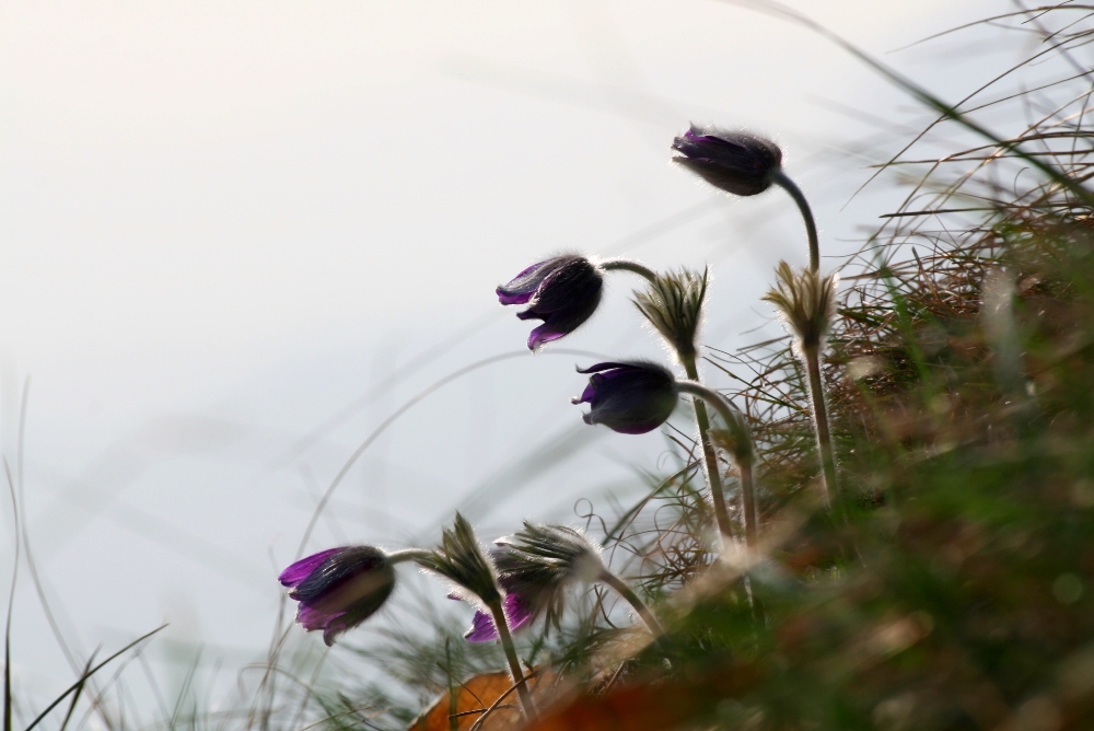 Pulsatilla montana