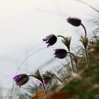 Pulsatilla montana