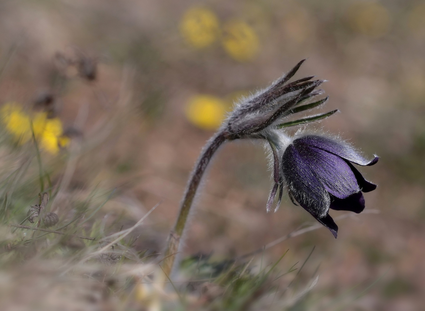 Pulsatilla montana