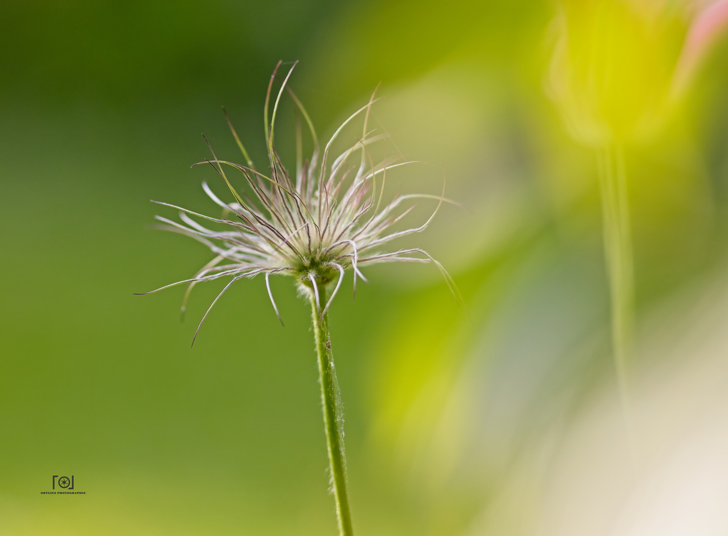 Pulsatilla nach der Blüte