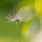 Pulsatilla nach der Blüte