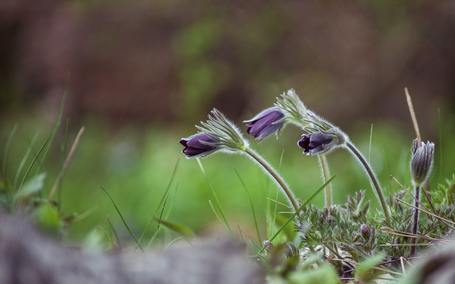 Pulsatilla nigricans