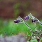 Pulsatilla nigricans