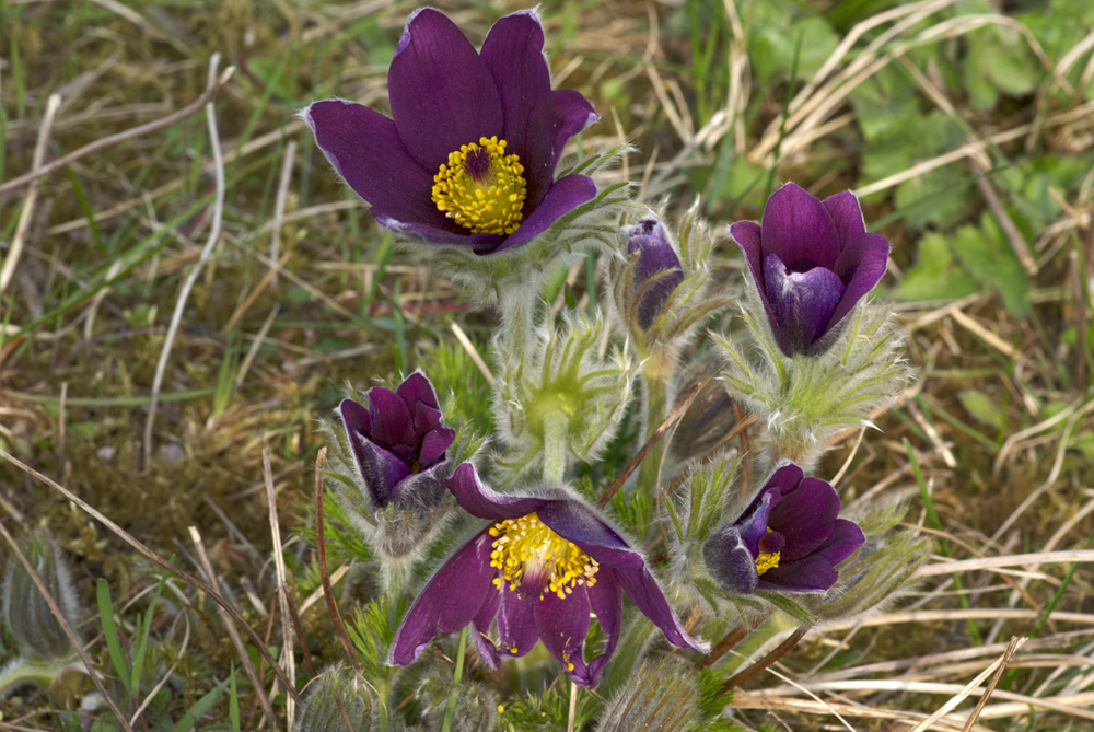 Pulsatilla "no" retocada