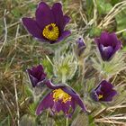 Pulsatilla "no" retocada