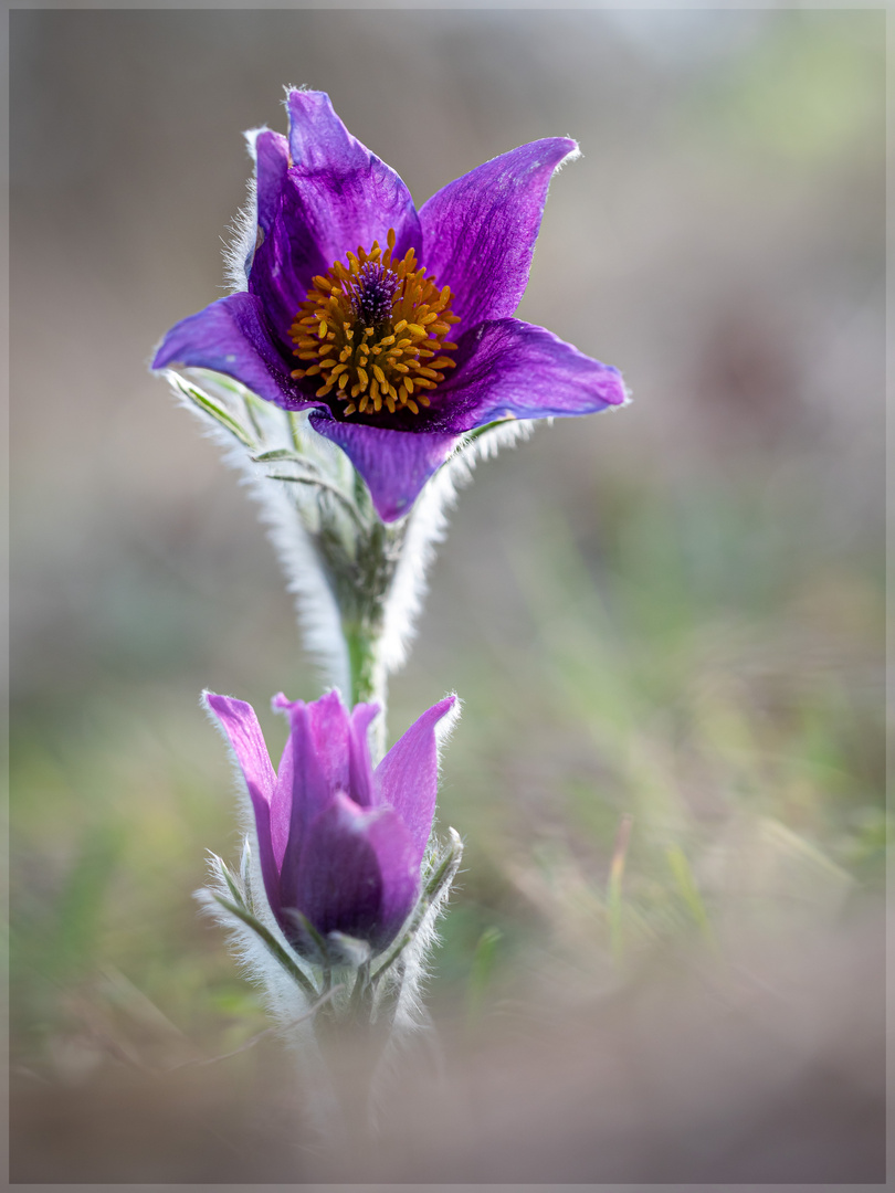 * Pulsatilla No.01 *