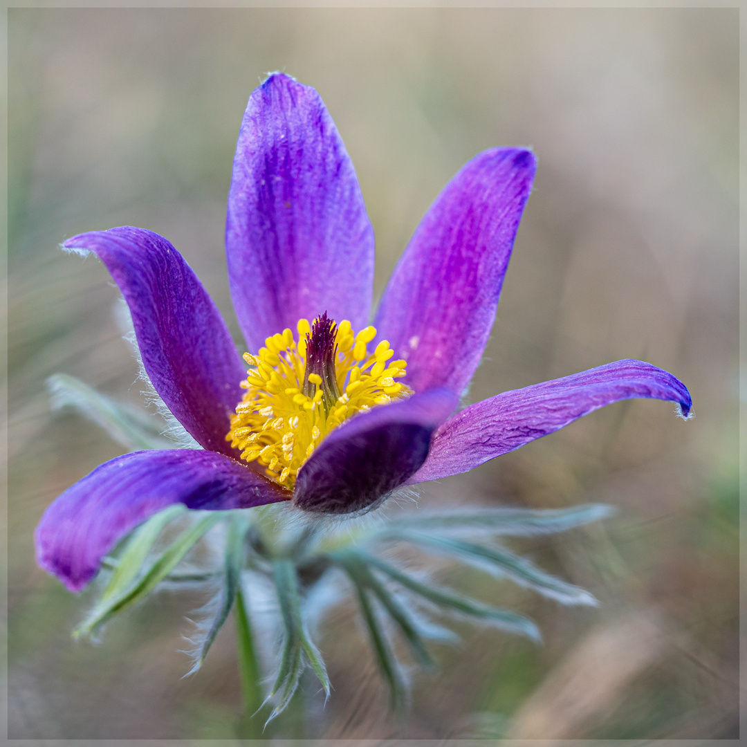 * Pulsatilla No.02 *