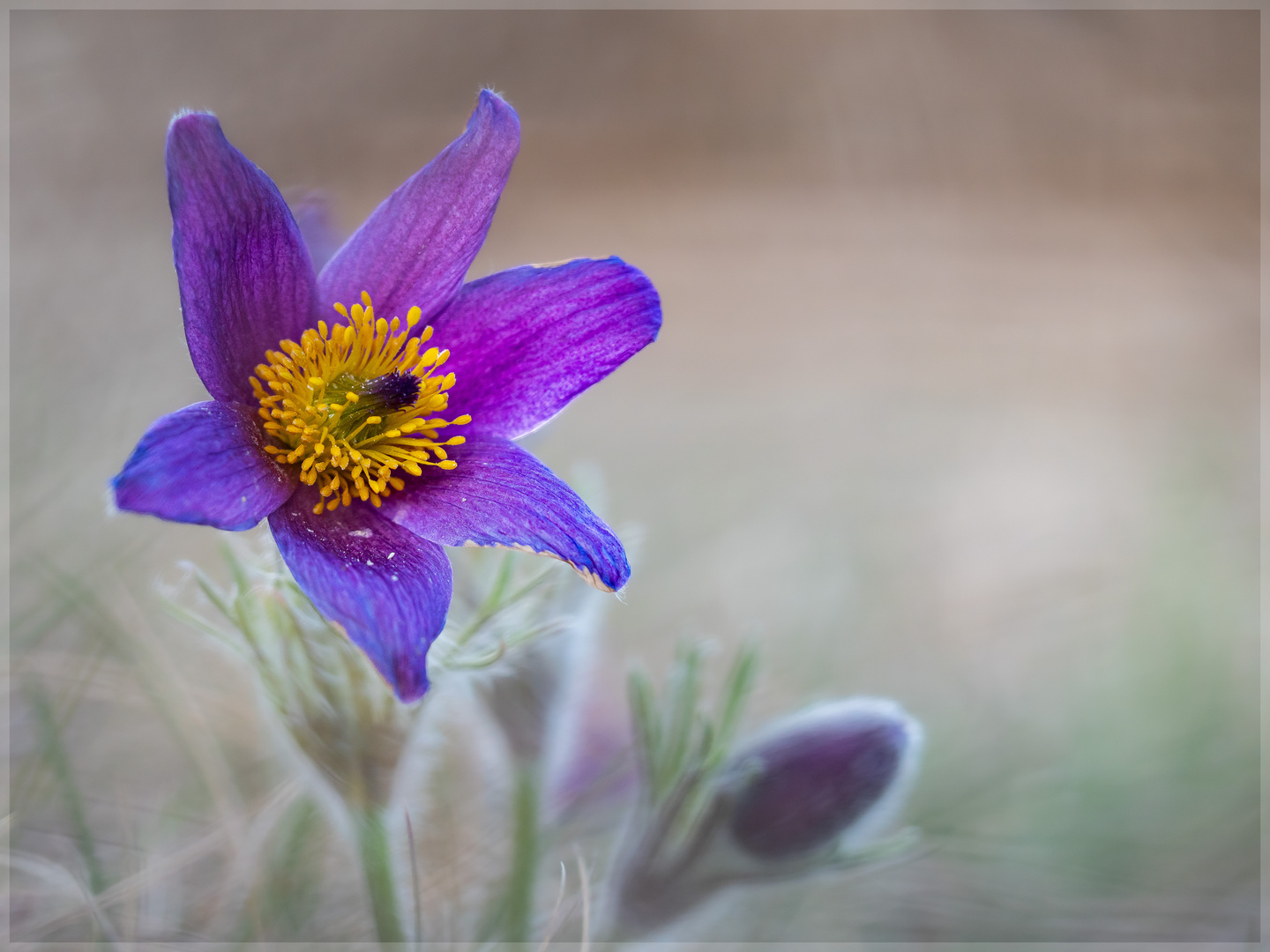 * Pulsatilla No.03 * 