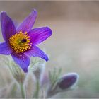 * Pulsatilla No.03 * 