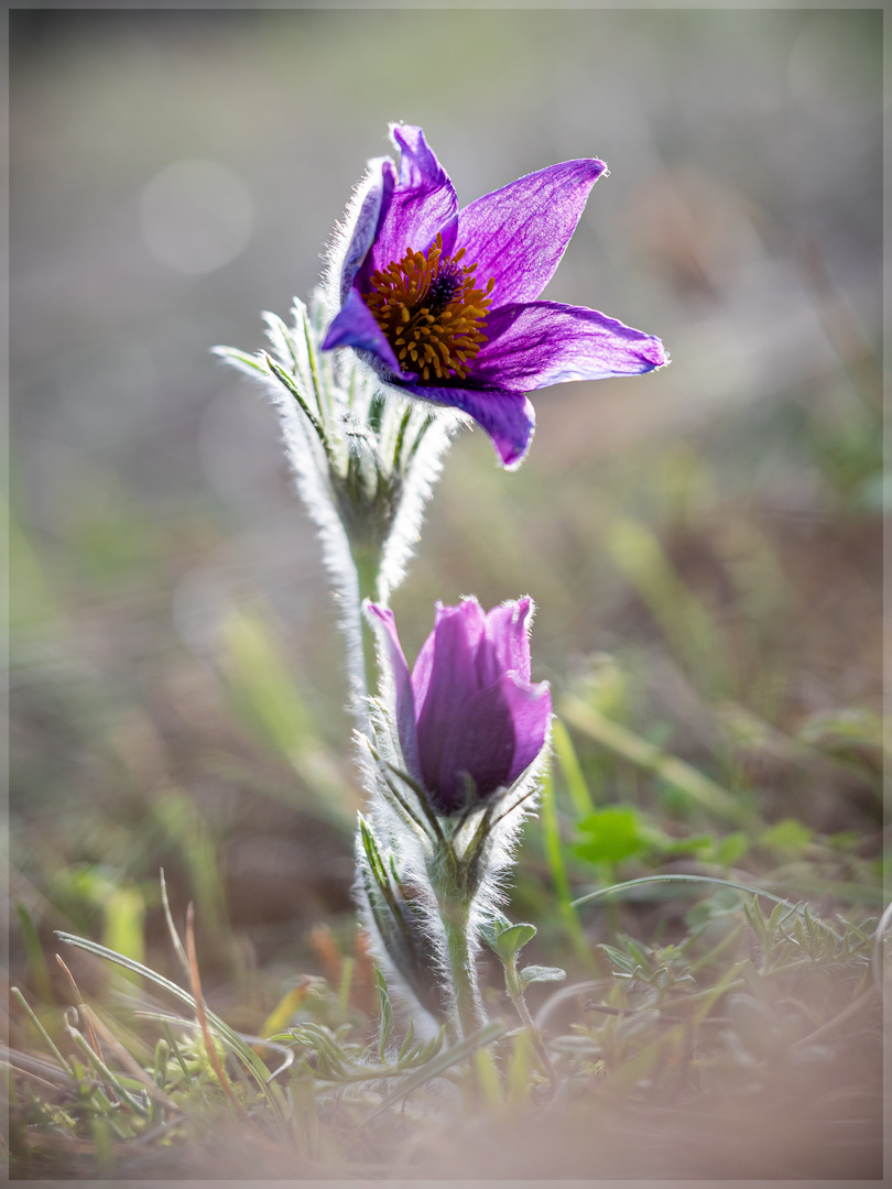 * Pulsatilla No.04 * 