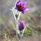 * Pulsatilla No.04 * 