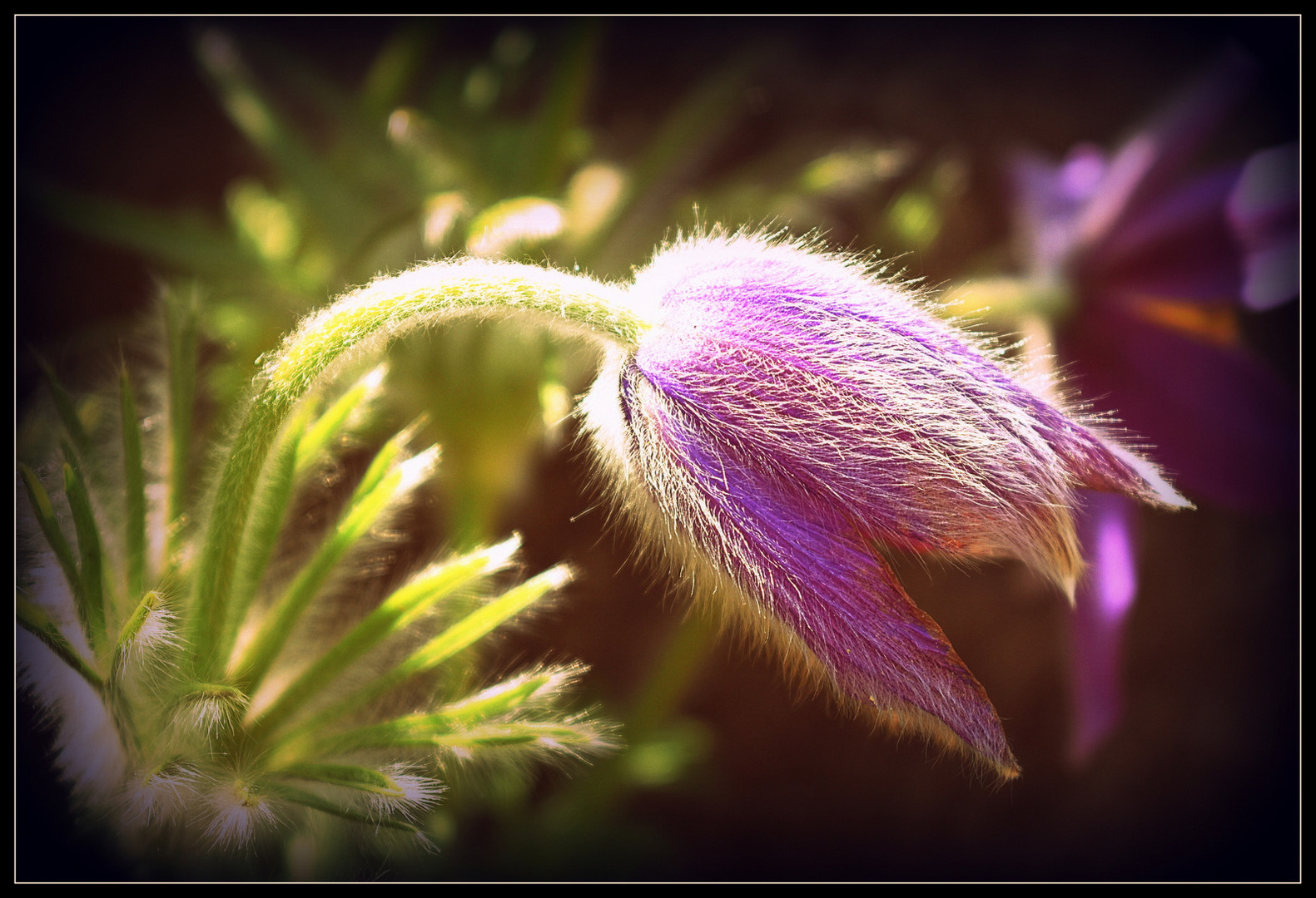 Pulsatilla oder auch Küchenschelle genannt...