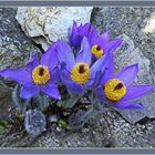 Pulsatilla   oder Kuhschellen 