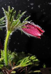 Pulsatilla on the rocks