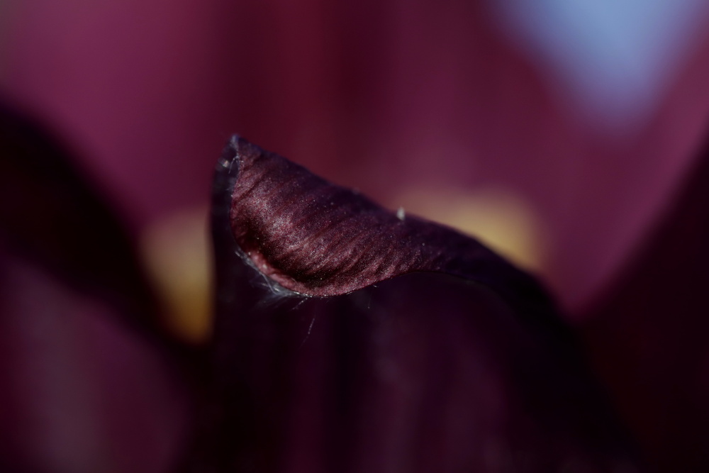 Pulsatilla (pasque flower)