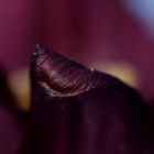 Pulsatilla (pasque flower)