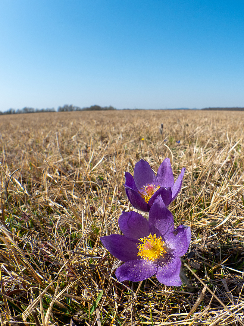 Pulsatilla patens