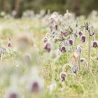 Pulsatilla pratensis