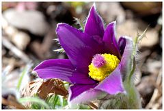 Pulsatilla pratensis (Küchenschelle)