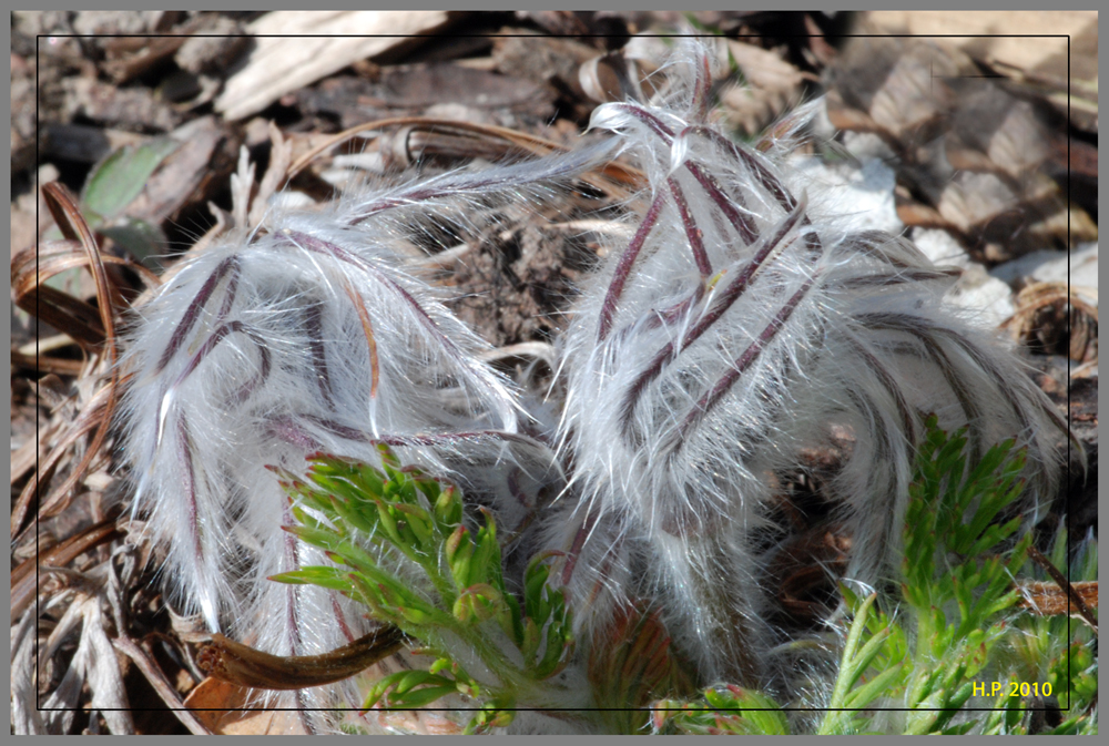 Pulsatilla pratensis (Küchenschelle) vor der Blüte