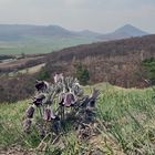 Pulsatilla pratensis subsp.bohemica-Böhgmische Wiesenkuhschelle vor dem Milesovka im HG