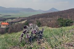 Pulsatilla pratensis subsp.bohemica-Böhgmische Wiesenkuhschelle vor dem Milesovka im HG