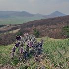 Pulsatilla pratensis subsp.bohemica-Böhgmische Wiesenkuhschelle vor dem Milesovka im HG