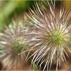 Pulsatilla -Pusteblume