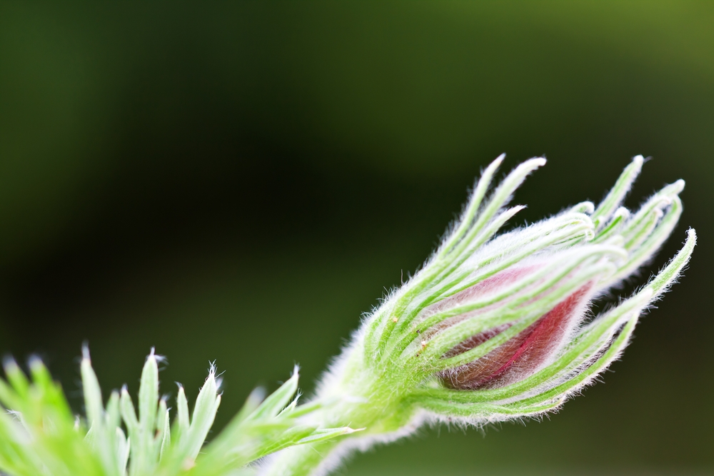 Pulsatilla rubra