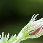 Pulsatilla rubra