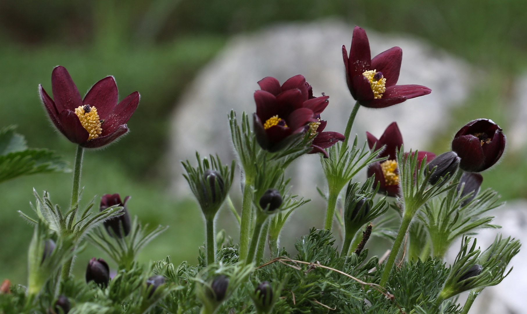 Pulsatilla rubra