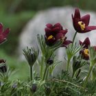 Pulsatilla rubra