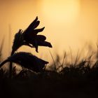 pulsatilla silhouette