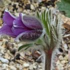 Pulsatilla spec (grandes?)