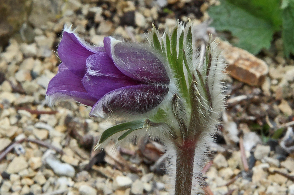 Pulsatilla spec (grandes?)