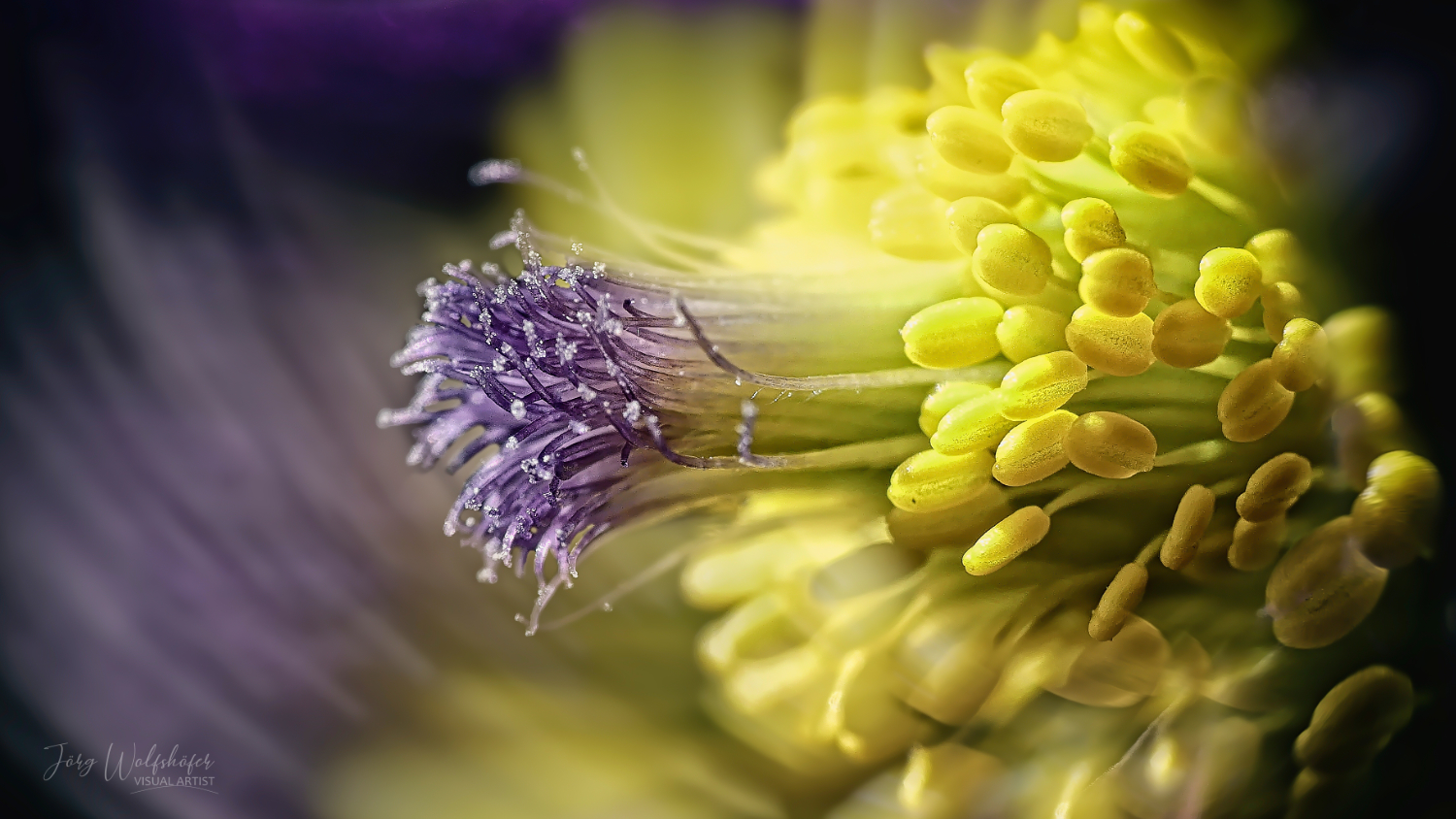 Pulsatilla Stempel